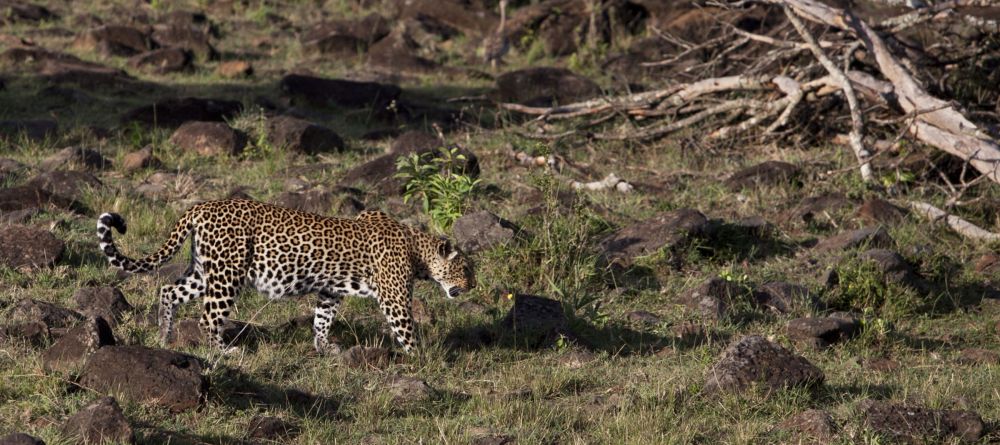 Leopard at Serian Camp, Masai Mara National Reserve, Kenya - Image 17