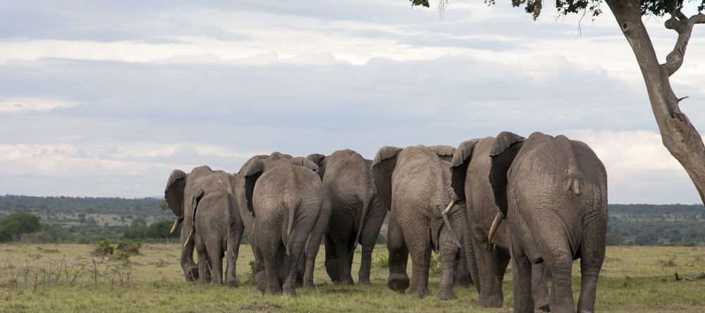 Elephant herd at Serian Camp, Masai Mara National Reserve, Kenya - Image 14