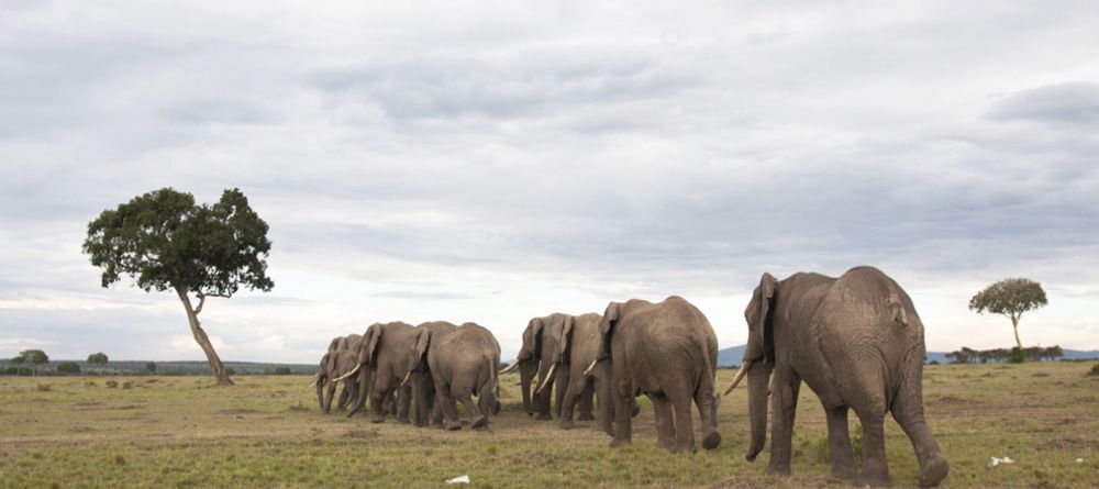 Serian Camp, Masai Mara National Reserve. Kenya - Image 9