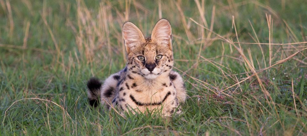 Lamai Serengeti, Serengeti National Park, Tanzania - Image 18