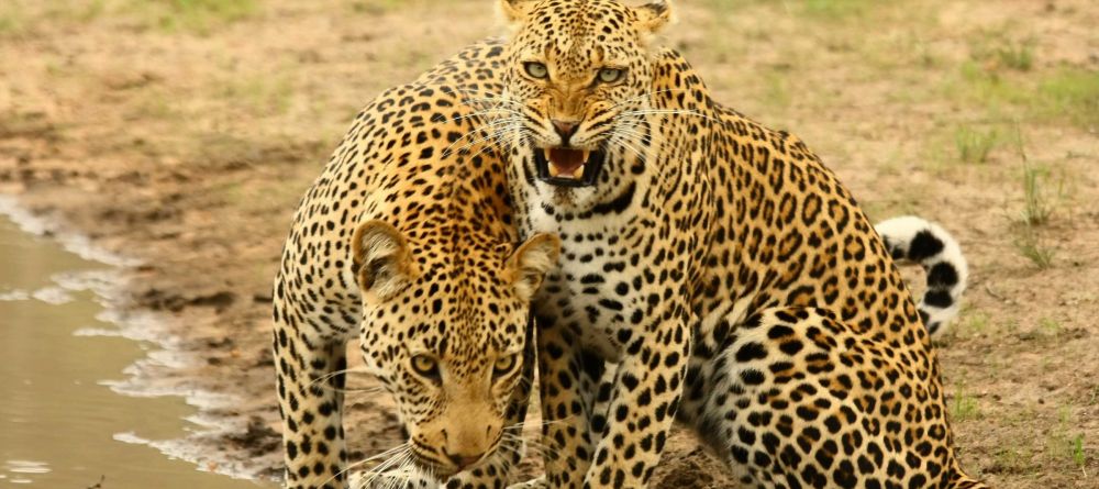 Leopards near Simbambili - Image 6