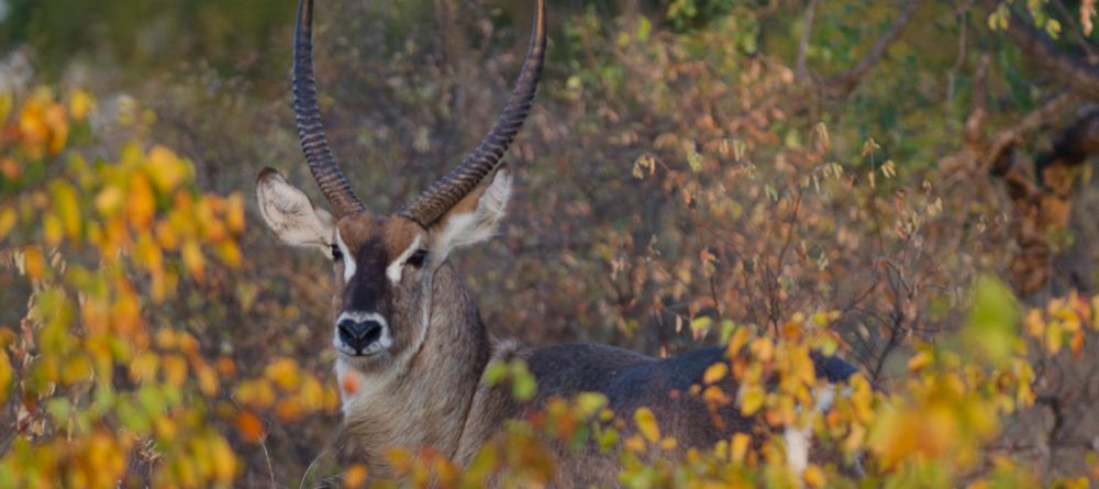 Simbavati River Lodge, Timbavati Game Reserve, South Africa - Image 22