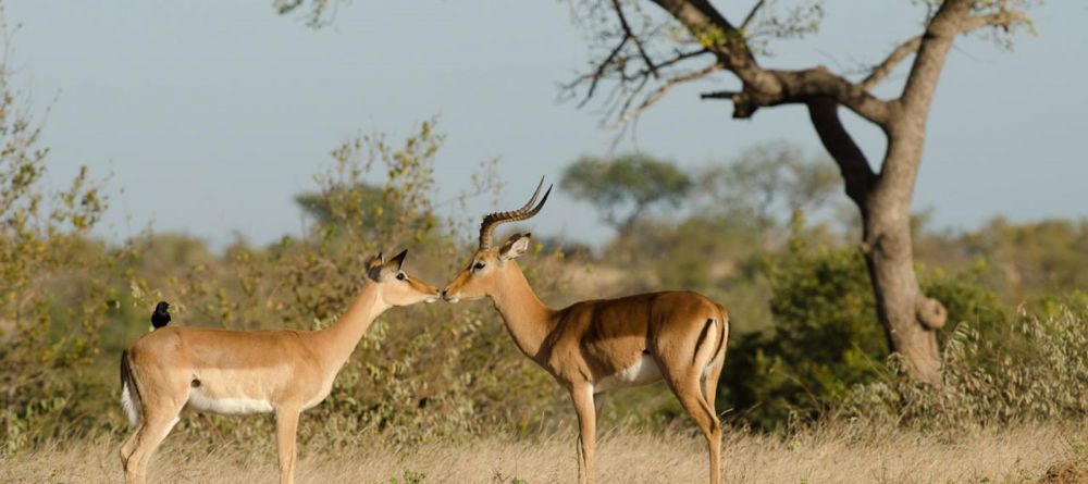 Simbavati River Lodge, Timbavati Game Reserve, South Africa - Image 2