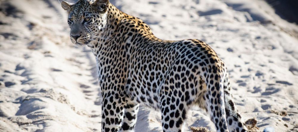 Simbavati River Lodge, Timbavati Game Reserve, South Africa - Image 3