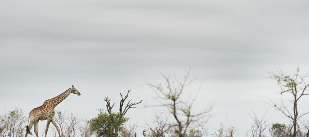 Singita Boulders Lodge, Sabi Sands Game Reserve, South Africa - Image 4