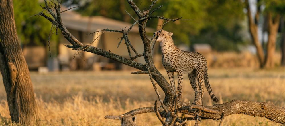 Sabora Tented Camp, Grumeti Private Reserve, Tanzania - Image 19