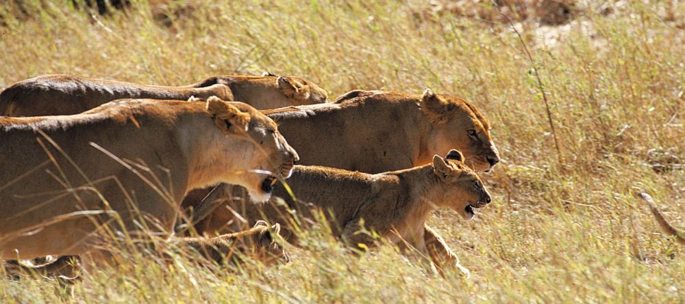 Grumeti Hills, Grumeti Game Reserve, Tanzania - Image 7