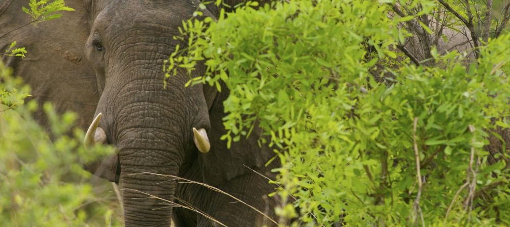 Zungulila Bushcamp, South Luangwa National Park, Zambia - Image 17