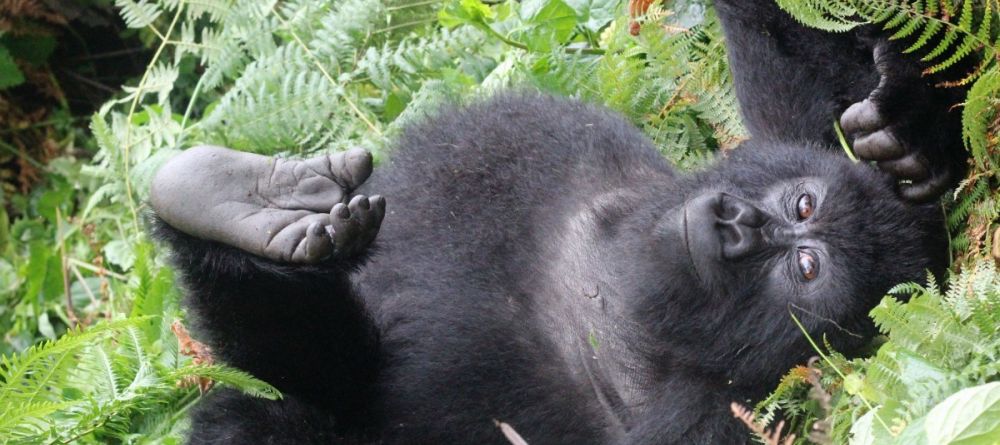 Gorilla Mountain View Lodge, Volcanoes National Park, Rwanda - Image 1