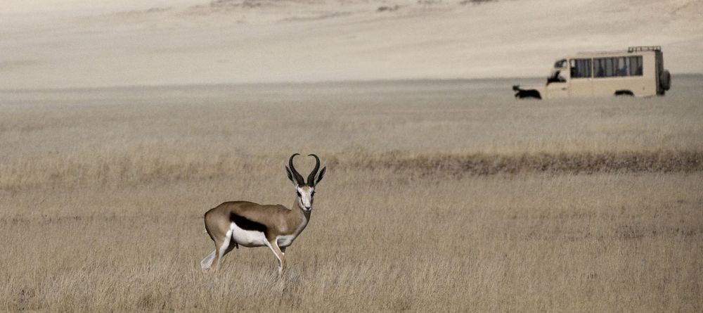 Game drive in the desert - Image 7