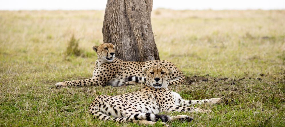 Olonana Safari Camp - Image 9