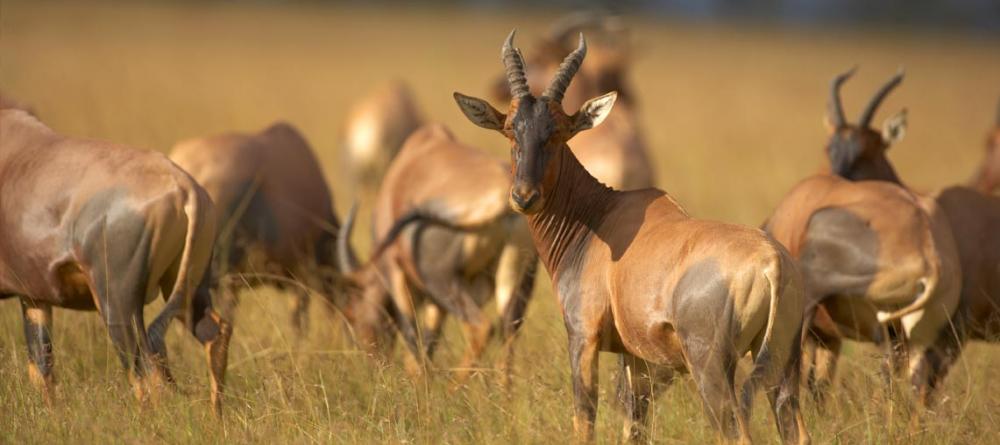 A herd of topis are spotted on the savannah at Singita Serengeti House, Serengeti Grumeti Reserves, Tanzania - Image 3