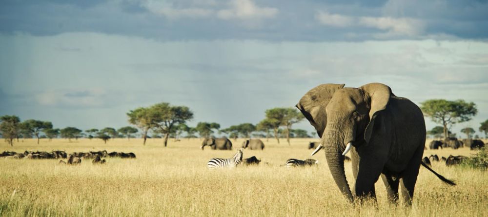 There is excellent game viewing at Singita Sasakwa Lodge, Grumeti Reserves, Tanzania - Image 11