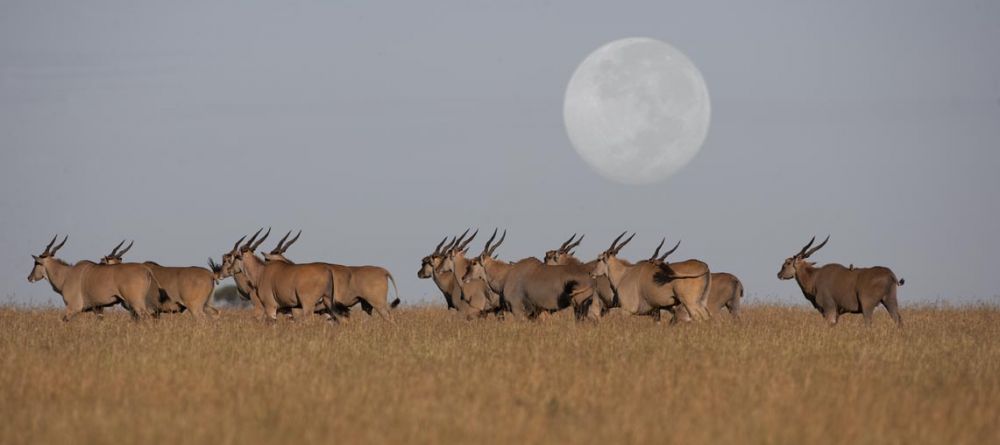 The moon rises over the savannah at Singita Sasakwa Lodge, Grumeti Reserves, Tanzania - Image 16