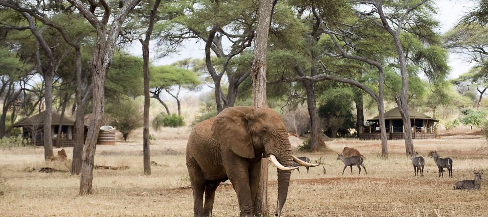 Swala Camp, Tarangire National Park, Tanzania - Image 9