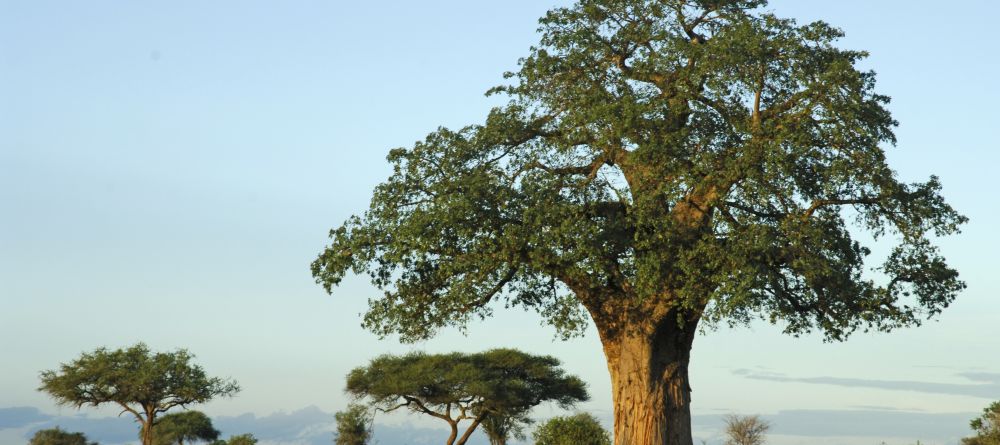 Swala Camp, Tarangire National Park, Tanzania - Image 2