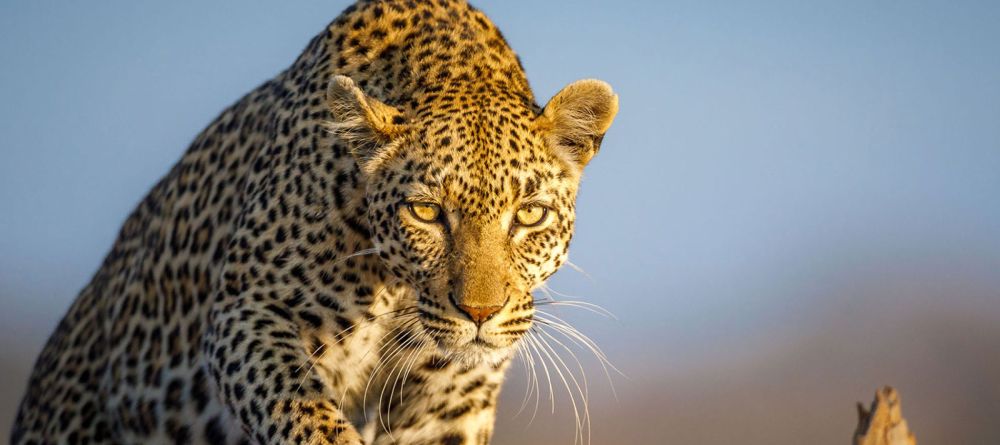 leopard - Image 3