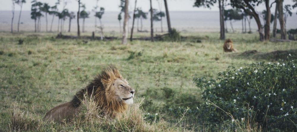 Tangulia Mara Camp, Masai Mara, Kenya - Image 6