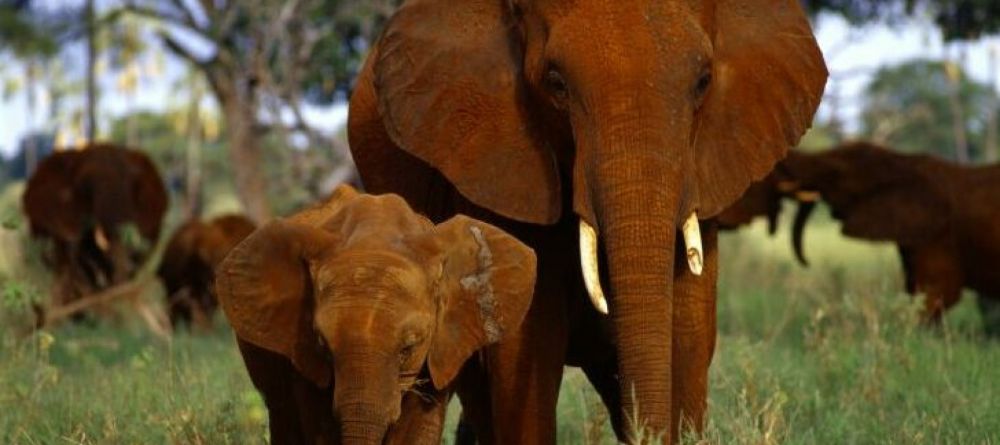 Tarangire Treetops, Tarangire National Park, Tanzania   - Image 1