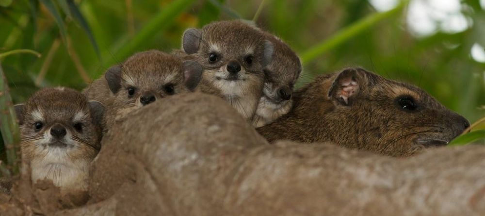 A group of hyraxes peeking out from the shrubs at The Emakoko, Nairobi National Park, Nairobi, Kenya - Image 11