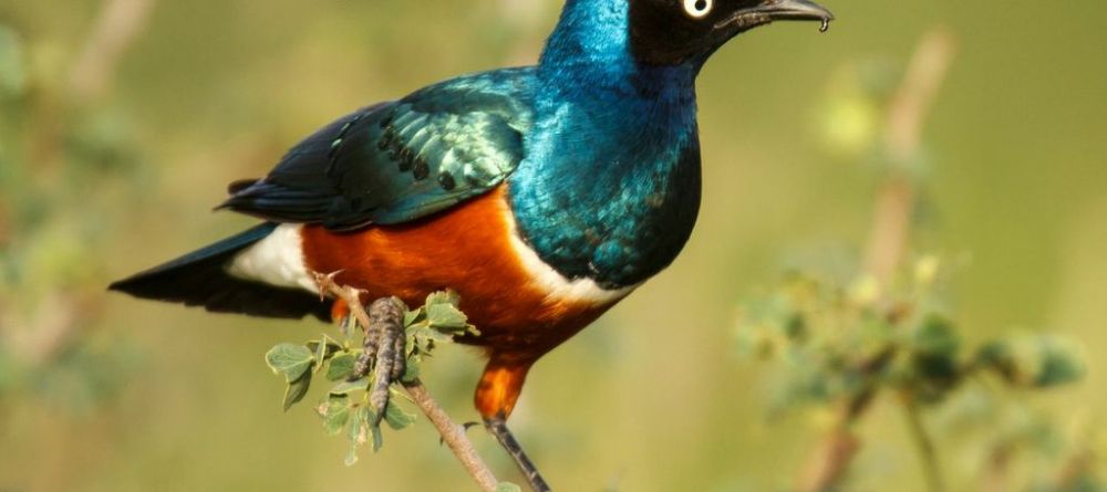 A superb starling perched nearby at The Emakoko, Nairobi National Park, Nairobi, Kenya - Image 9