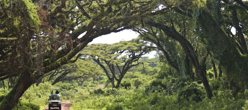 The Highlands - Ngorongoro Road - Image 14