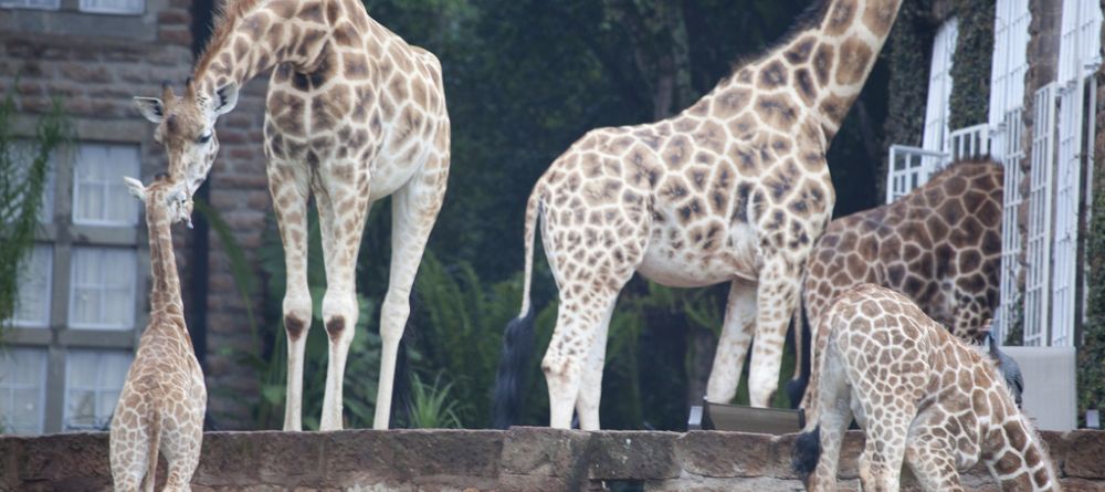 The resident giraffe herd- Giraffe Manor, Nairobi, Kenya - Image 4