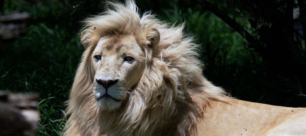 Motswari Game Lodge - famous white lions of Timbavati - Image 4