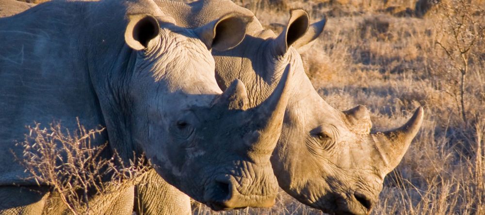 Motswari Game Lodge - White Rhino - Image 6