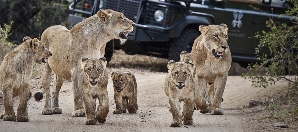 A game drive encounters a pride of lions with many adolescents at Londolozi Varty Camp, Sabi Sands Game Reserve, South Africa - Image 1