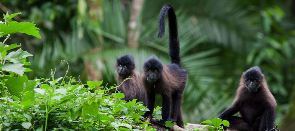 Turaco Treetops - Chimps - Image 2