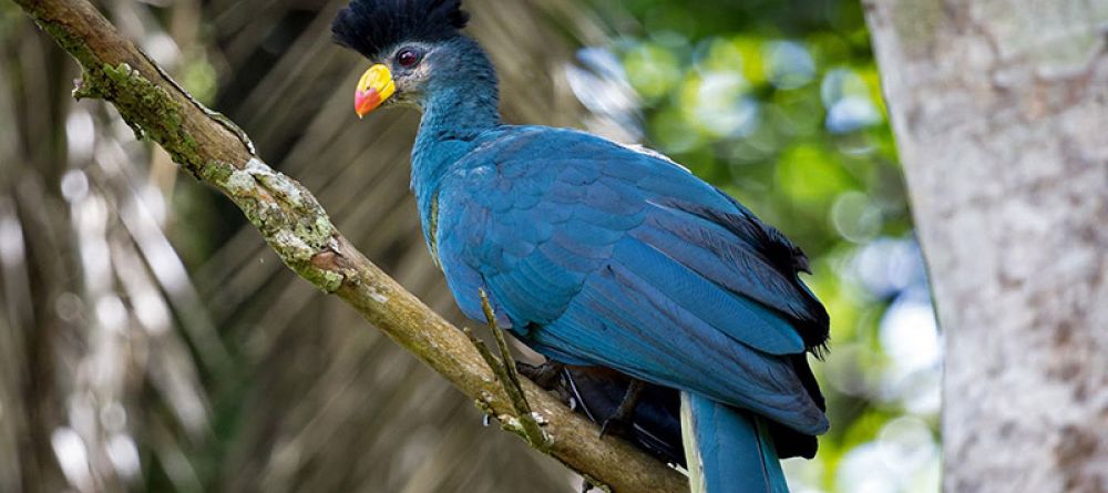 Turaco Treetops - Turaco  - Image 3