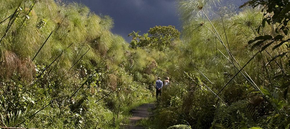 Turaco Treetops - Swamp Walk - Image 5