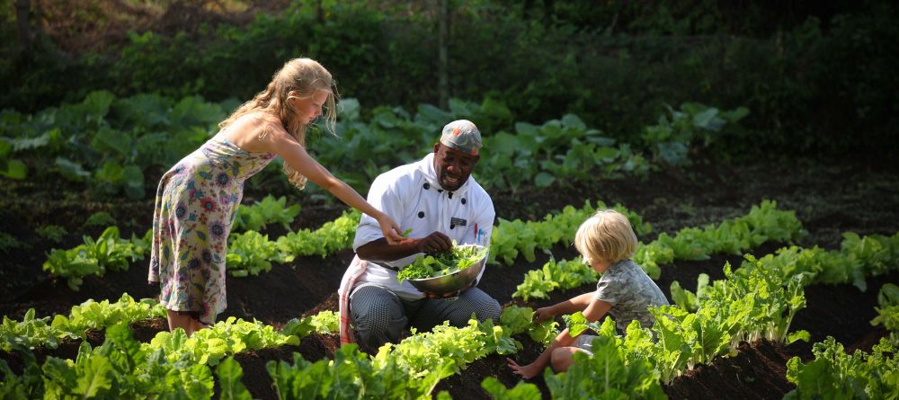 Vegetable garden- Tortilis Camp, Amboseli National Reserve, Kenya - Image 2