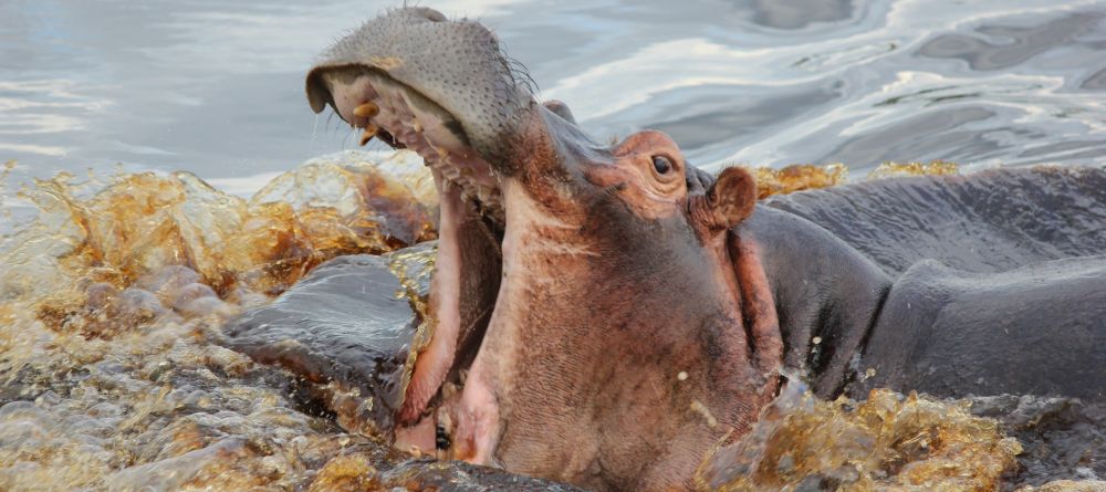 Hippo at Xakanaxa Camp, Moremi Game Reserve, Botswana (V. Patel) - Image 1