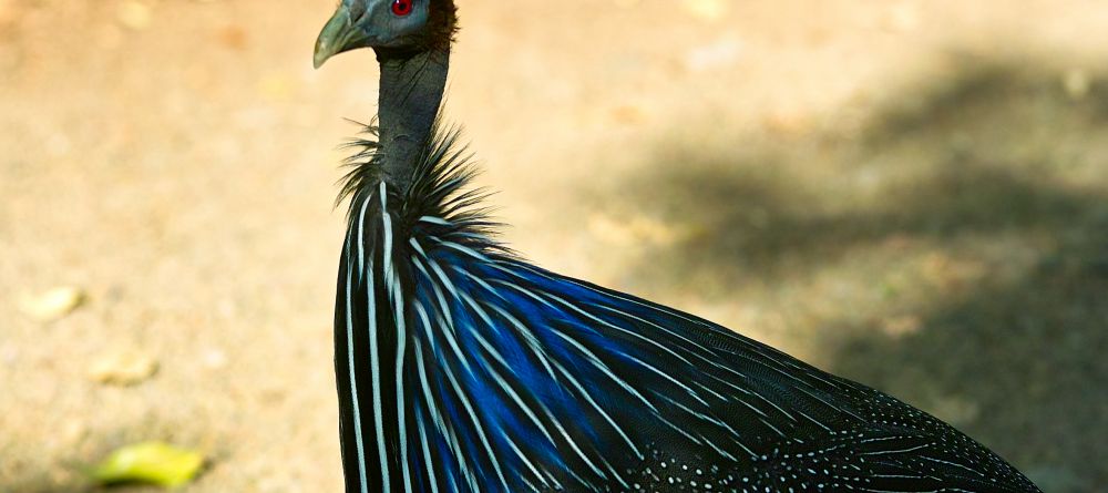 Vulture guineafowl at Arumeru River Lodge, Arusha, Tanzania - Image 8