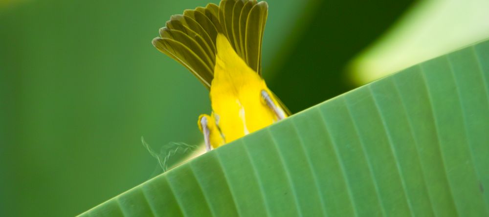 Weaver bird at Arumeru River Lodge, Arusha, Tanzania - Image 10