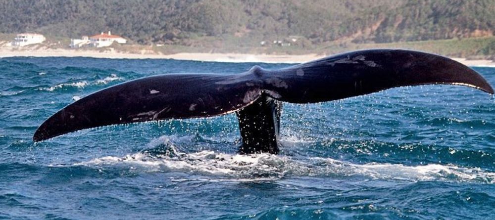 Whale watching capital of the world - Image 3