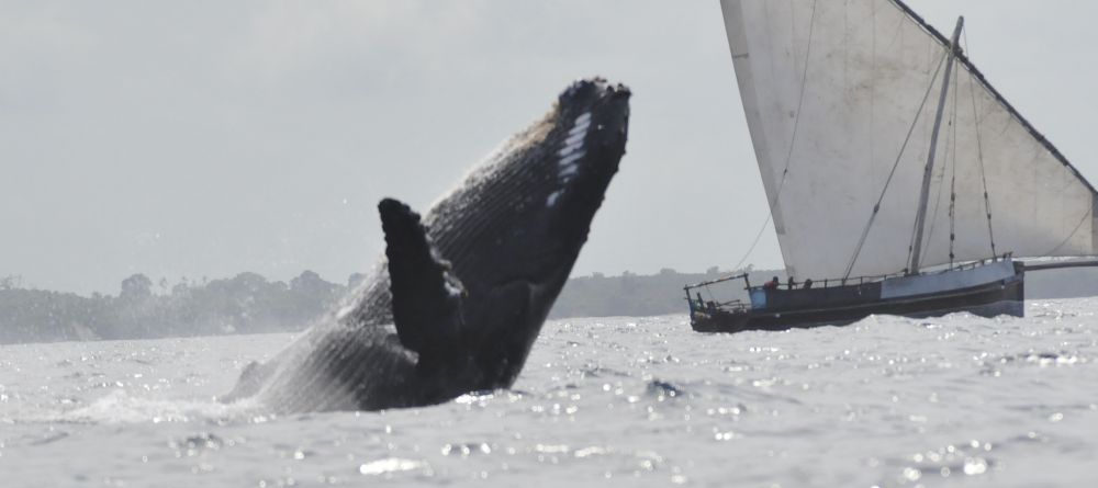 A whale breaching by a sailboat at Fumba Beach Lodge, Zanzibar, Tanzania - Image 5