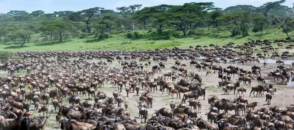 Olduvai Camp - Image 1