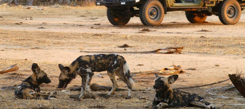 WIid dogs n Lower Zambezi - Image 1