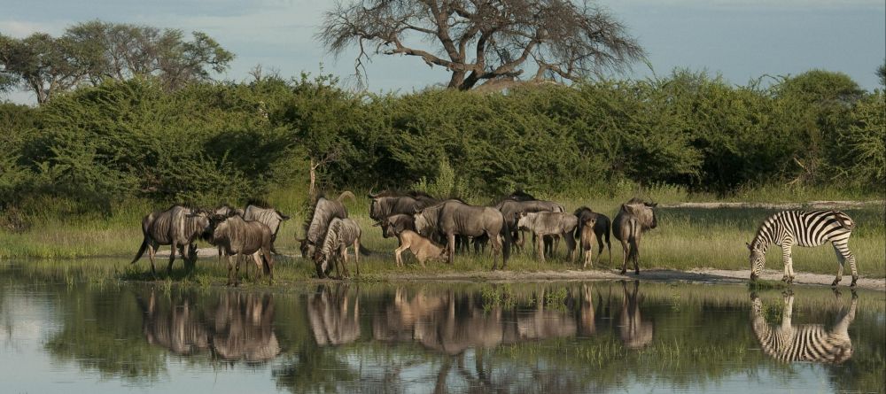 Chitabe Lediba Camp, Moremi Game Reserve, Botswana - Image 10