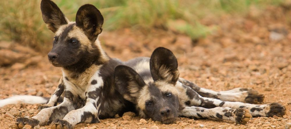 Royal Madikwe, Madikwe Game Reserve, South Africa - Image 12