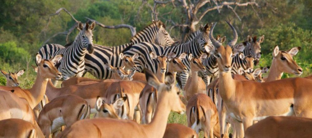 Simbavati River Lodge, Timbavati Game Reserve, South Africa - Image 7