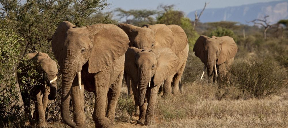 Sasaab, Samburu National Reserve, Kenya - Image 5