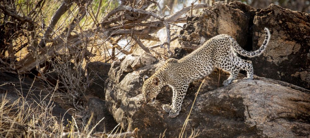 Sasaab, Samburu National Reserve, Kenya - Image 1