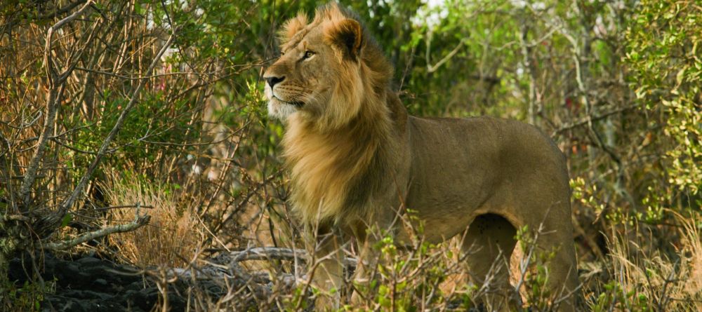 Ol Donyo Lodge, Chyulu Hills, Kenya - Image 5