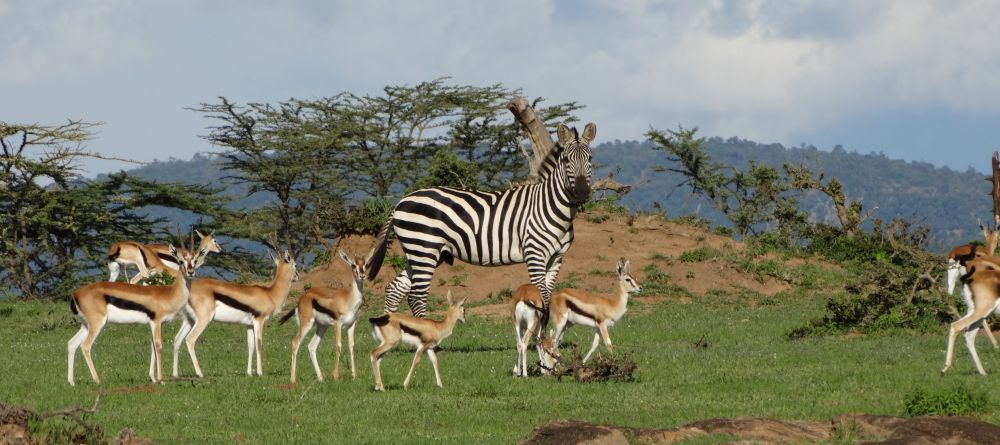 Zebra at Cottar's Camp - Image 8