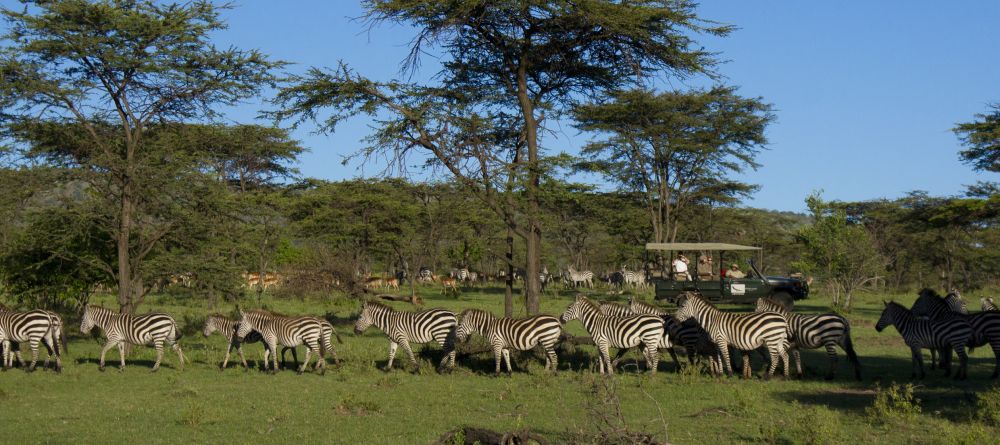 Zebras seen on a game drive at Kleins Camp, Serengeti National Park, Tanzania Â© AndBeyond - Image 10