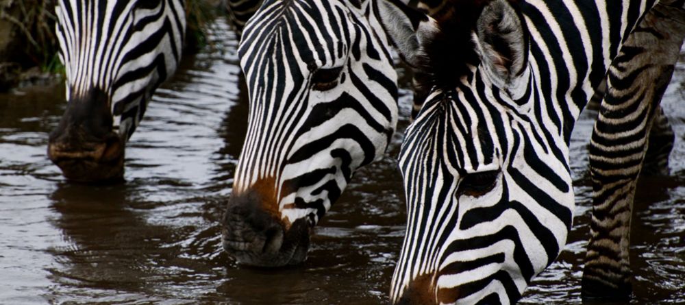 zebras - Image 1